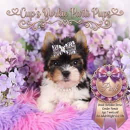 PiNK - Parti female Yorkshire Terrier puppy in Cabot, Arkansas from Cup's Yorkie Parti Pups