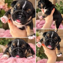 Ms Beauty - Black tri-color female Bulldog puppy in Seattle, Washington from mama Myra bulldogs