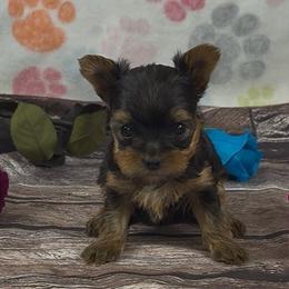 Girl 1 - Blue and gold female Yorkshire Terrier puppy in New Hampton, Iowa from JMAK Dreams