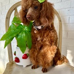 Genie - Poodle
