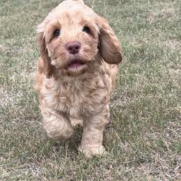 HENRY - Caramel male Labradoodle puppy in Manchaca, Texas from Heartrock Labradoodles