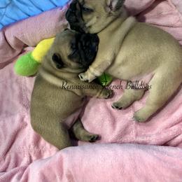 English Toy Spaniel and French Bulldog Puppies from Renaissance French Bulldogs and English Toy Spaniels