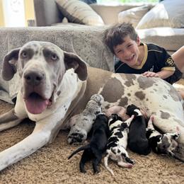 Great Dane puppies from Denver Danes