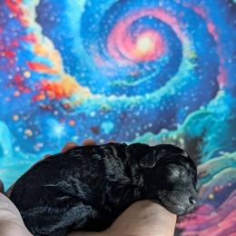 Baby Pink Girl - Black female Poodle puppy in Coal City, Illinois from Pantheon Poodles