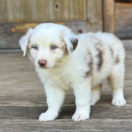 Briar - Red merle male Australian Shepherd puppy in Statesville, North Carolina from Charming Australian Shepherds