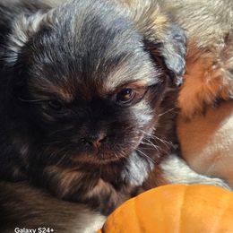 Petunia - Silver sable female Tibetan Spaniel puppy in P Arksville, New York from Teri Paris