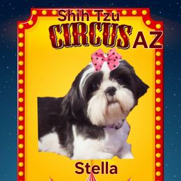 Stella - Shih Tzu
