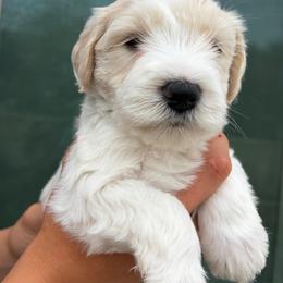 Ace - Parti male Miniature Schnauzer puppy in Corona, California from 92882 Schnauzerville