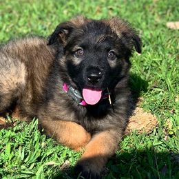 German Shepherds from Guerrerok9