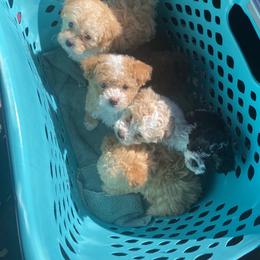 Bordoodle, Goldendoodle, Golden Retriever, and Poodle Puppies from Cuddles n Curls