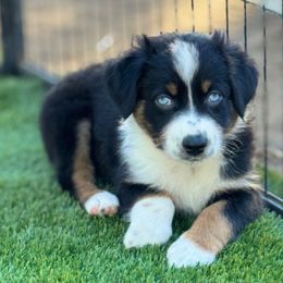 Maggie May - Black tri-color female Australian Shepherd puppy in Ramona, California from Blue Moon Aussies