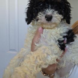 Girl 1 - Black white and tan female Cockapoo puppy in Galena, Illinois from Perry's doodles