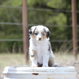 Australian Shepherd Puppies from Broken Arrow Australian Shepherds