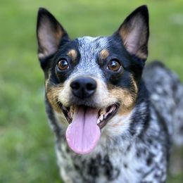 Companion Crosses from Beam’s Cowboy Corgi’s