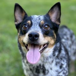 Companion Crosses from Beam’s Cowboy Corgi’s
