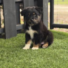 Cottonwood - Black tri-color male Australian Shepherd puppy in Oak Hill, Florida from Swingin T Ranch LLC