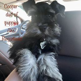 Cooper - Miniature Schnauzer