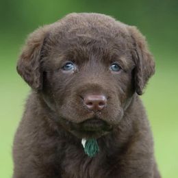 Chesapeake Bay Retrievers and Labrador Retrievers from Terranova Retrievers
