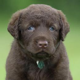 Chesapeake Bay Retrievers and Labrador Retrievers from Terranova Retrievers
