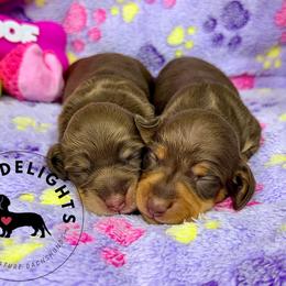 Dachshund Puppies from Doxi Delights AKC Miniature Dachshunds