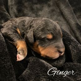 Girl 2 - Tri-color female Bernedoodle puppy in Pismo Beach, California from Beach Bernedoodles