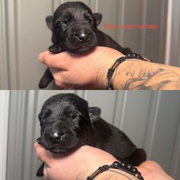 Red Collar Girl - Bi-color female German Shepherd puppy in Universal City, Texas from Jaxinhaus German Shepherds