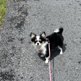 Chihuahua Puppies from Rossmoyne Chihuahuas