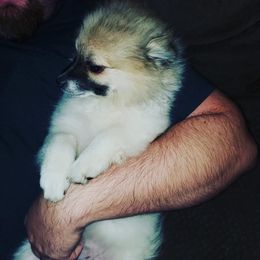 Pomeranian Puppies from SDR Pomeranians