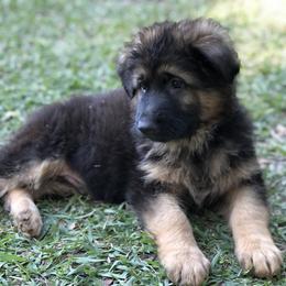 German Shepherd Puppies from Zwinger vom Schneider Wald