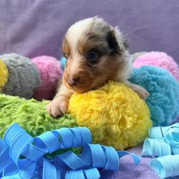 Red Merle Male - Red merle male Miniature American Shepherd puppy in Connecticut from Novus Kennels