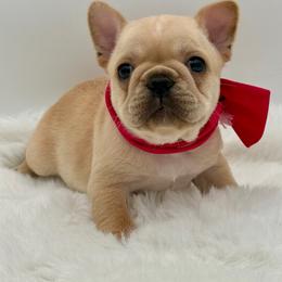 Josie - Cream female French Bulldog puppy in Largo, Florida from Big Daddy Frenchies