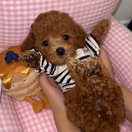 Teddy - Brown male Poodle puppy in Chino, California from TT Poodles