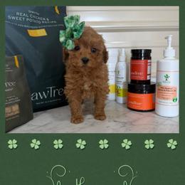 Poppy - Red  female Goldendoodle puppy in Cherry Tree, Pennsylvania from Plum Creek Acres Next Generation