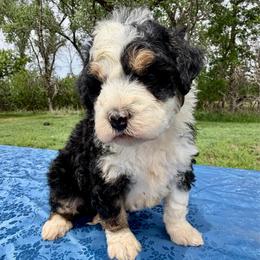 Mini F1b Tricolor Girl - Tri-color female Bernedoodle puppy in Sioux Falls, South Dakota from WhiskeyCreek Doodles