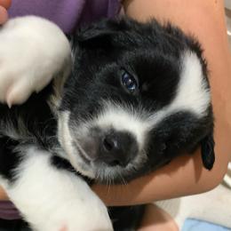 Trevor, Black Tri Mini Aussie with Tail - Black tri male Miniature Australian Shepherd puppy in Douglas, Arizona from Starry-Eyed Mini Aussies with Tails