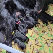Flat-Coated Retriever Puppies from Midnight Oaks