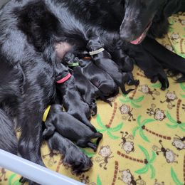 Flat-Coated Retriever Puppies from Midnight Oaks