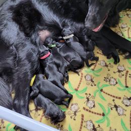 Flat-Coated Retriever Puppies from Midnight Oaks