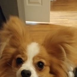 Fievel - Papillon