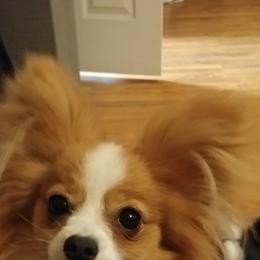 Fievel - Papillon