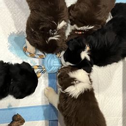 Miniature Australian Shepherd All Grown Up from Z’s Mini Aussies