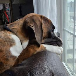 Boxer All Grown Up from Rorschach Boxers