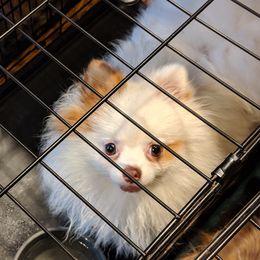 BoBo, Bowie, Baby BoBo - Pomeranian