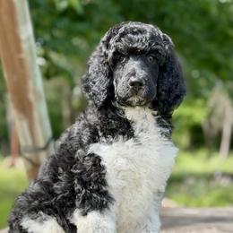 December - Parti male Poodle puppy in Lancaster, Minnesota from Finney Ranch