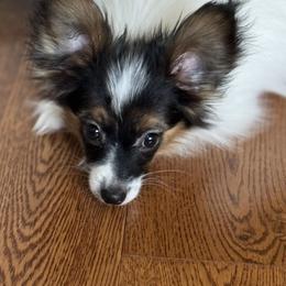 Papillon Puppies from Lena Cherkas