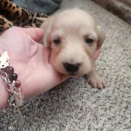 Max - Cream male Dachshund puppy in Cypress, Texas from Cypress Dachshunds