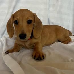 Orange Boy - Cream male Dachshund puppy in Buckeye, Arizona from AZ Dachshund Proud