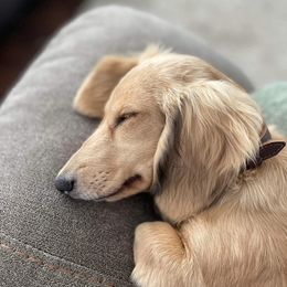 Dachshunds from Rockin’ Dachs Ranch