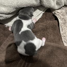Rat Terrier Puppies from LJ&B