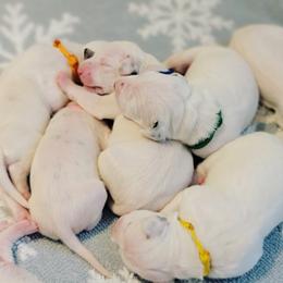 Dalmatian Puppies from Spotted Way Dalmatians
